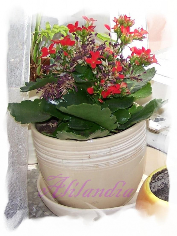 Kalanchoe #kalanchoe #jaśmin #kwiaty