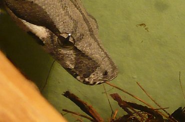 Neo - boa dusiciel #Neo #Matrix #boa #constrictor #samica #wąż #snake #dusiciel
