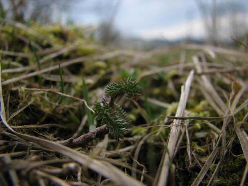 krwawnik #natura #przyroda #rośliny #botanika #makrofotografia