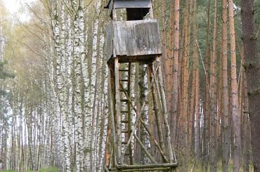 pobliski las 19.04.2008 #las #ambona