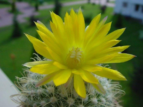 Parodia aureispina