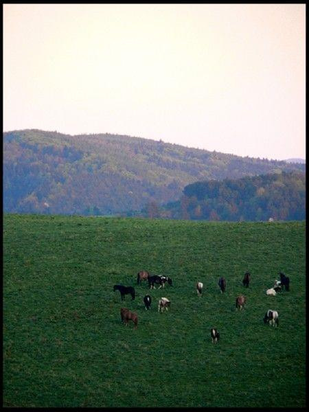 Konie w Bieszczadach