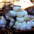 to są jajka jakie składają zaskrońce...:)) #natura #przyroda #zaskroniec #gady #gniazdo #jaja