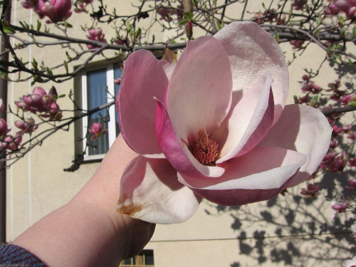 "Serce" magnolii