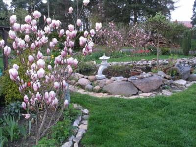 wiosna 2008 #wiosna #ogród #kwiaty
