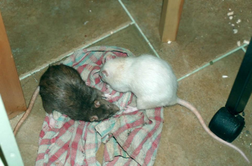 szarpanie ściery #szczury #szczur