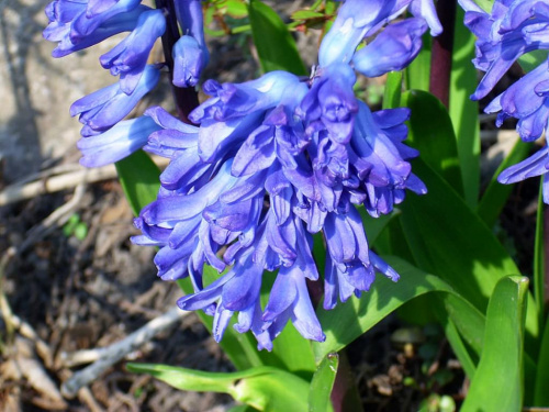 Wiosna 2008 #wiosna #ogród #kwiaty #śliwa #kwitnąca