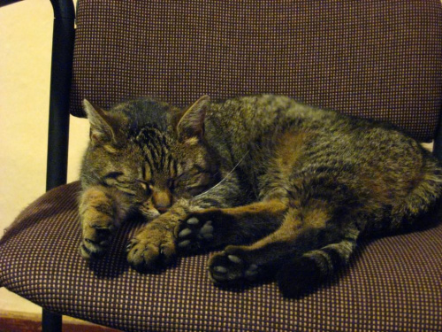 mój rozleniwiony kot - Sisi ;] :* #kot #koty #zwierzęta