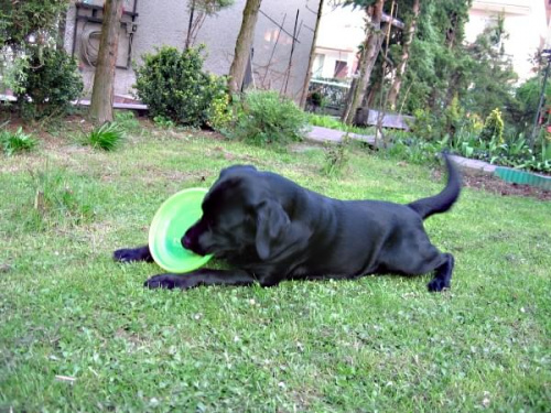 z frisbee