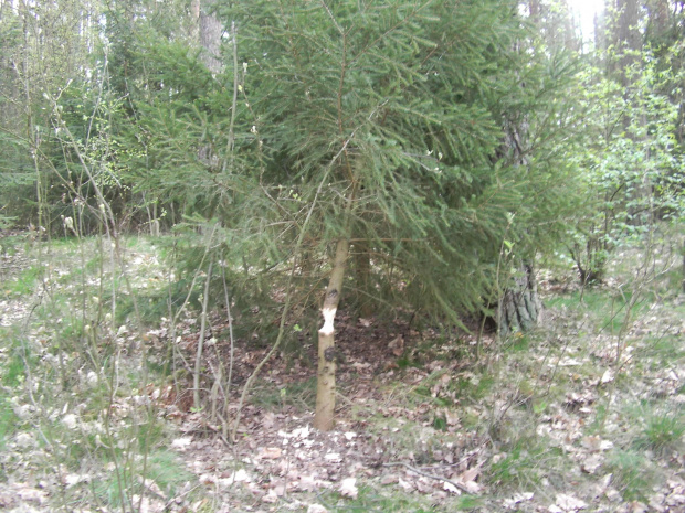 Okolice Tlenia