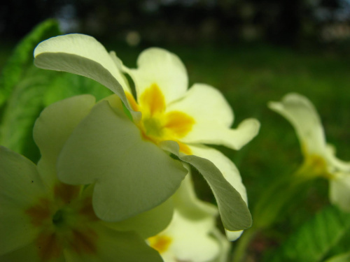 kwiat #przyroda #natura #rośliny #botanika #kwiaty #makrofotografia #flora