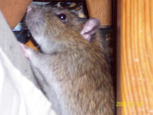 szczurasek #szczur