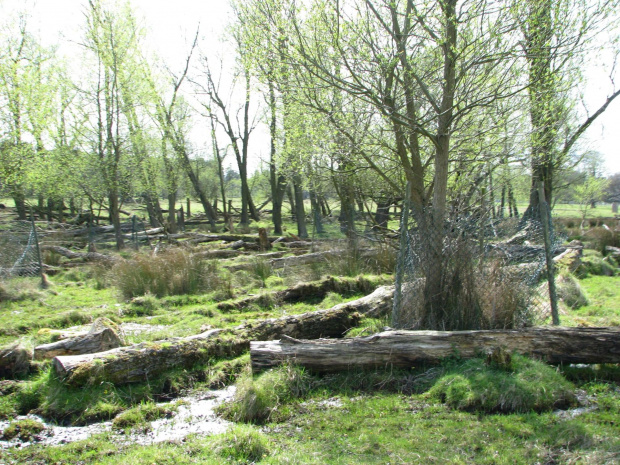 Park w Wielkiej Brytanii #przyroda #natura #krajobraz #drzewa #rośliny #zwierzęta #park #niebo