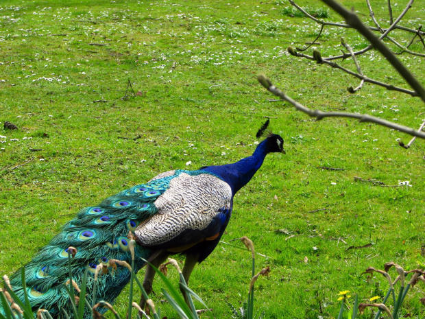 Paw indyjski (Pavo cristatus) - duży ptak grzebiący z rodziny kurowatych #przyroda #natura #zwierzęta #ptaki #krajobraz #paw #fauna #flora