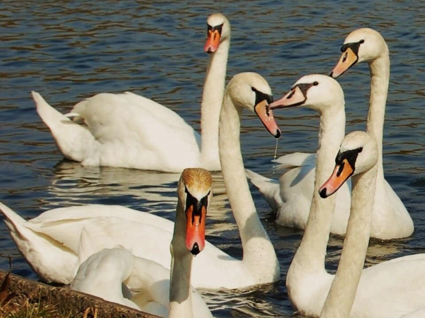 Patrz! Łabędź jak znak zapytania
wypłynął na staw przeźroczy...
Świat czeka i patrzy ci w oczy
pełne wahania... #jezioro #łabędzie