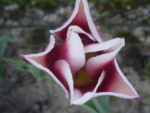 #kwiat #tulipan #wiosna