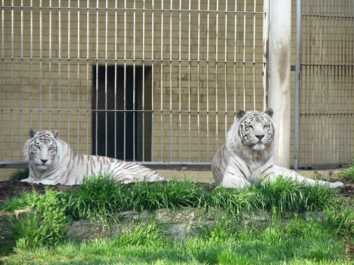 #TygrysBiały #zoo #zwierzęta #wrocław #koty