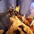 Smithi