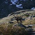 koziorożec- symbol Sierra de Gredos