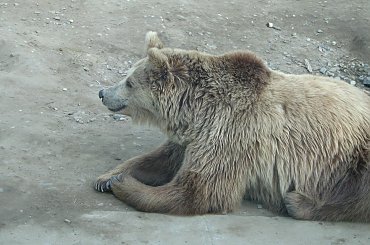 #Niedźwiedź #Misio #zwierzęta #zoo #wrocław