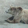 #Niedźwiedź #Misio #zwierzęta #zoo #wrocław