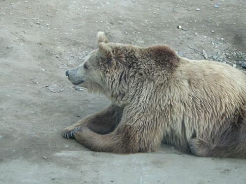 #Niedźwiedź #Misio #zwierzęta #zoo #wrocław