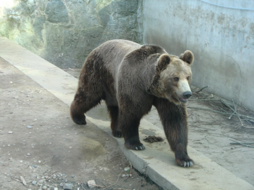 #Niedźwiedź #Misio #zoo #zwierzęta #wrocław