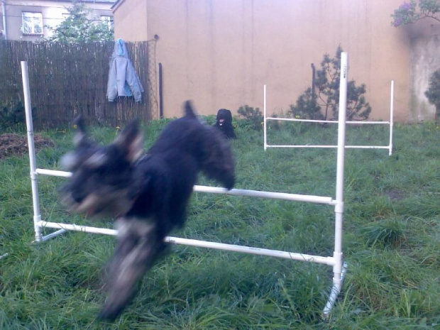 agility #pies