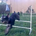 agility #pies