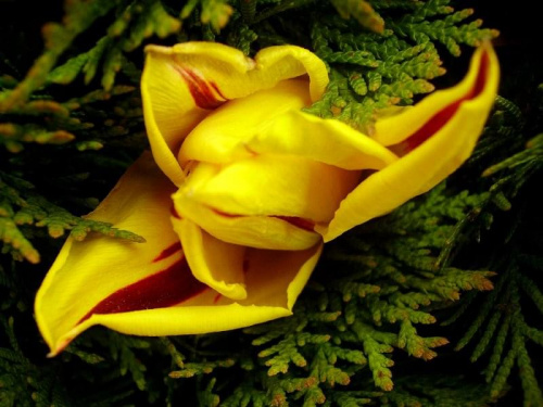 #tulipany #kwiaty #ogród #wiosna #natura #przyroda