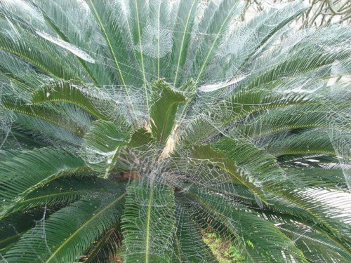 Palemka w pajęczynach skąpanych w deszczu, okolice Hue