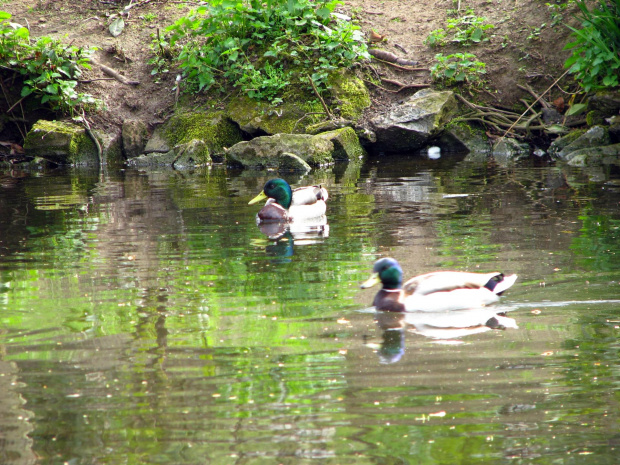 krzyżówki #przyroda #natura #zwierzęta #krajobraz #drzewa #park #wiosna #ogród