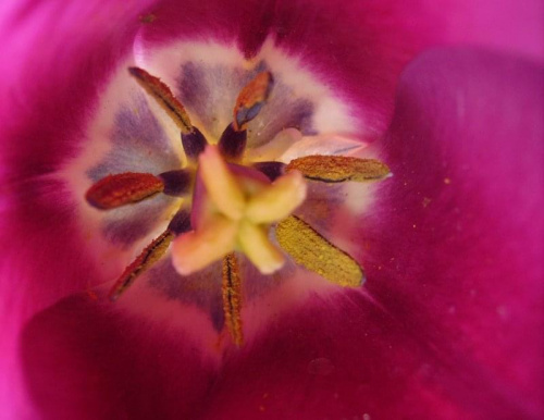 kolor oryginalny #tulipany #kwiaty #ogród #wiosna #natura #przyroda