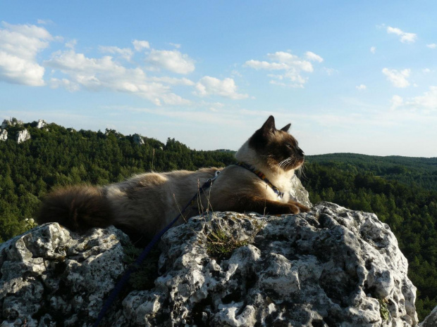 Jura krakowsko- czestochowska 08.VII.2007