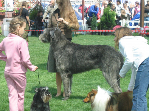 Wilczarz irlandzki, sheltie (PIKSEL) i sznaucerek