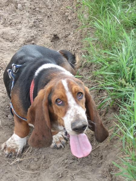 Co dłuższe język czy uszy? #Basset #Ostrołęka #BassetHound #Boogie #pies