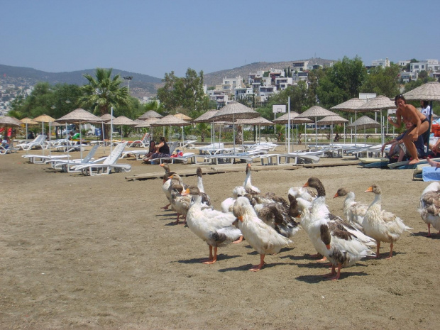 Turcja.
Plaża jest dla wszystkich.