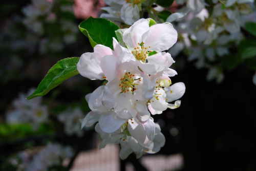 Kwiaty mojego ogrodu #Jabłoń #KwiatJabłoni #kwiaty #makrografia