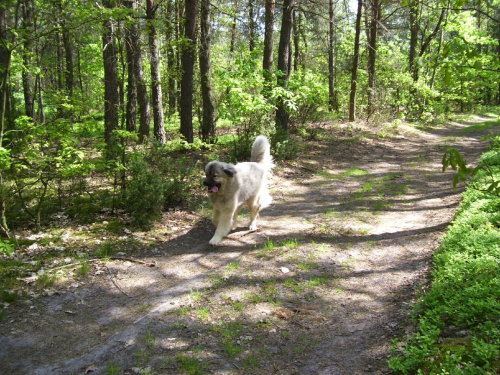 leśne bieganie, 14.05.2008