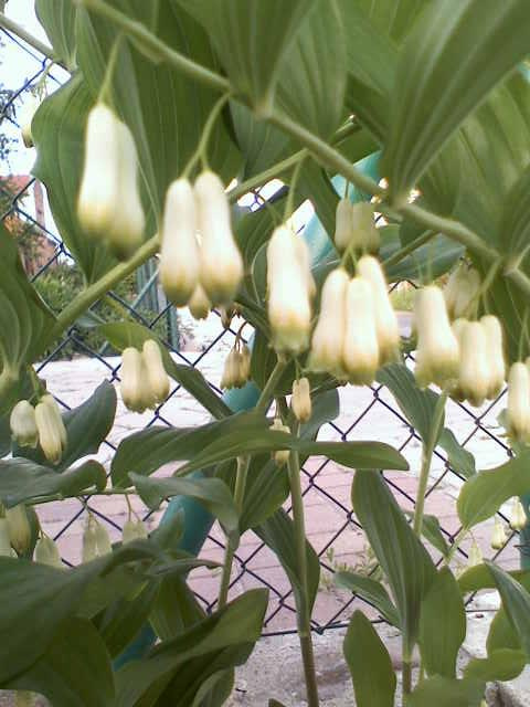 kokoryczka #kwiaty