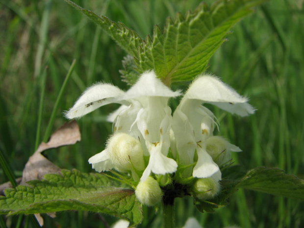 pokrzywa żegawka #przyroda #natura #rośliny #botanika #flora #kwiaty