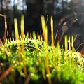 Gajnik lśniący (Hylocomium splendens) #przyroda #natura #botanika #rośliny #mech #makrofotografia