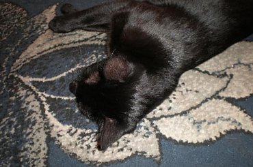 #Elvis #kot #zwierzęta