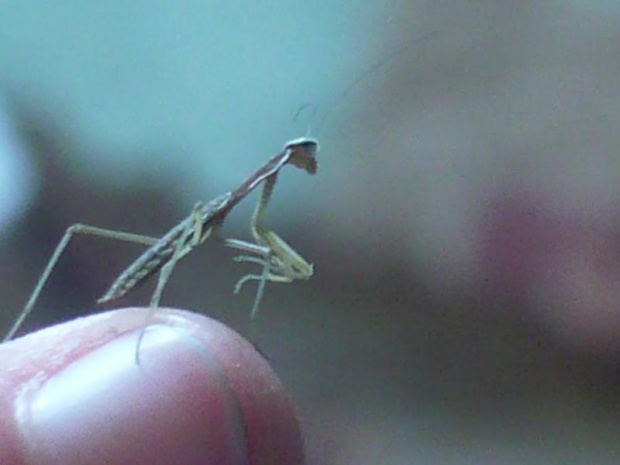 Tenodera aridifolia sinensis L1