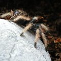 chromatopelma cyaneopubescens L2