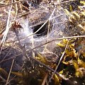 pajęczy domek #pająk #owad #krajobraz #natura #wiosna #pajęczyna