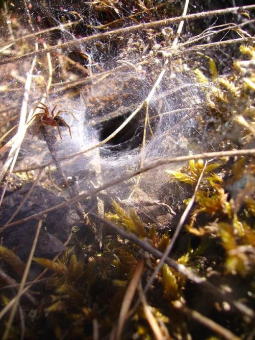 pajęczy domek #pająk #owad #krajobraz #natura #wiosna #pajęczyna