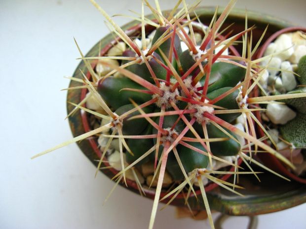 gymnocalycium