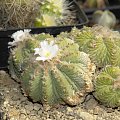 Aztekium ritteri