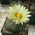 Astrophytum asterias